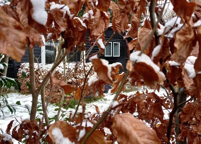 Wild Forest, Knus Op De Veluwe Met Gratis Parkeren 皮滕