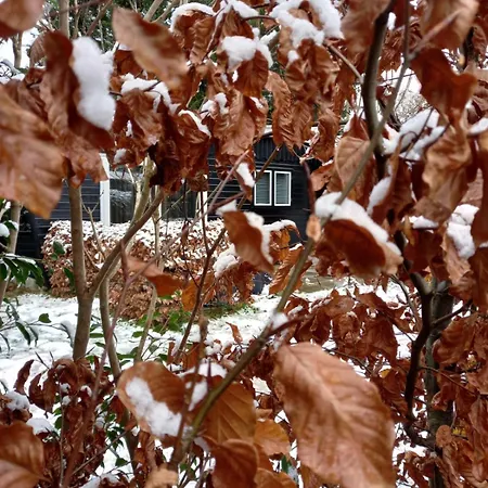 Wild Forest, Knus Op De Veluwe Met Gratis Parkeren Putten